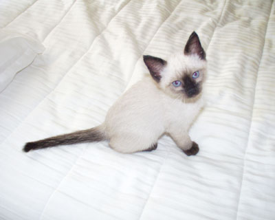 Baby Kitten Pictures on Multicool  Joey Is The Ultimate In Baby Kittens  His Tail Is Broke At