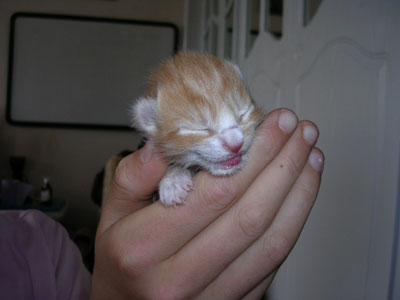 Baby Ginger Cat
