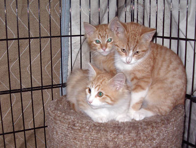 Orange Tiger Kitten