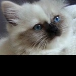 Profile picture of Lana (kitten)